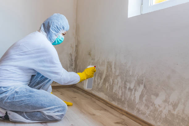 Licensed Black Mold Removal service in Willernie, MN - WQB Mold Removal