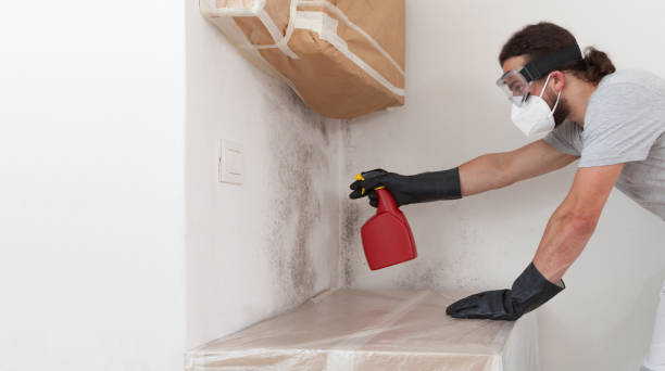Professional Black Mold Removal technician working in Willernie, MN