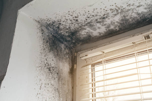 Affordable Black Mold Removal solutions in Willernie, MN